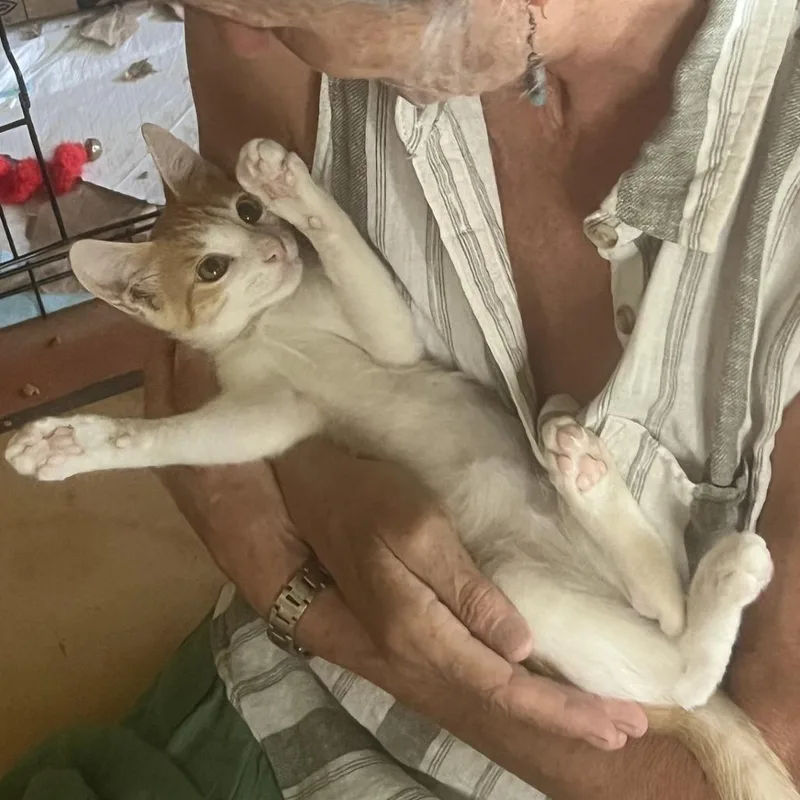 A baby small-sized male Orange / Red Domestic Short Hair cat named Freddie Purrcury for adoption in Tempe, AZ