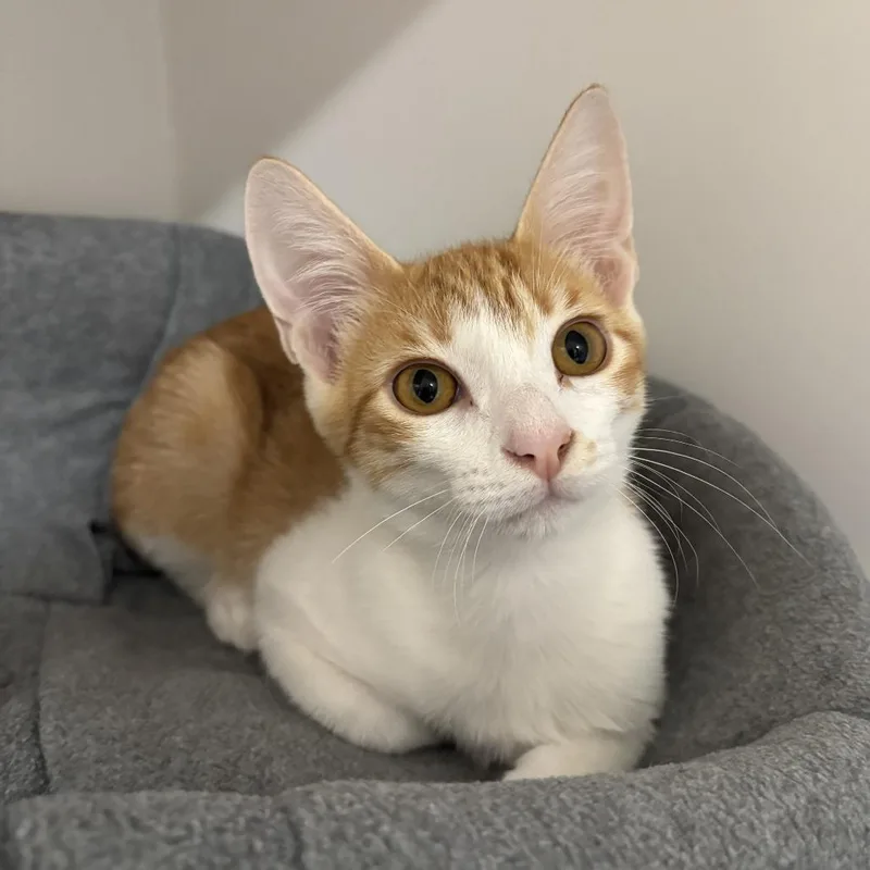 Freddie Purrcury thumbnail 2