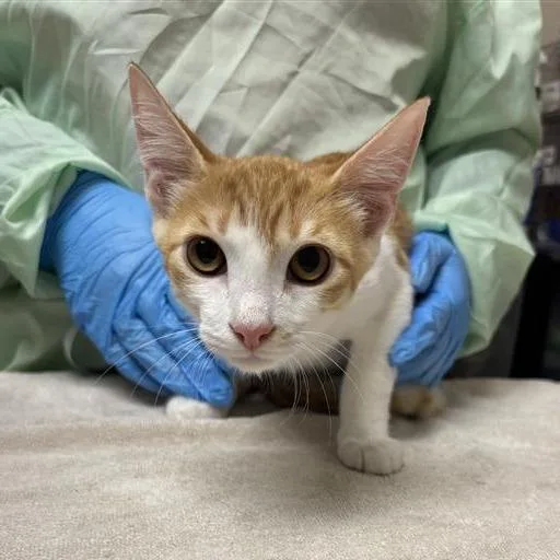 Freddie Purrcury thumbnail 3