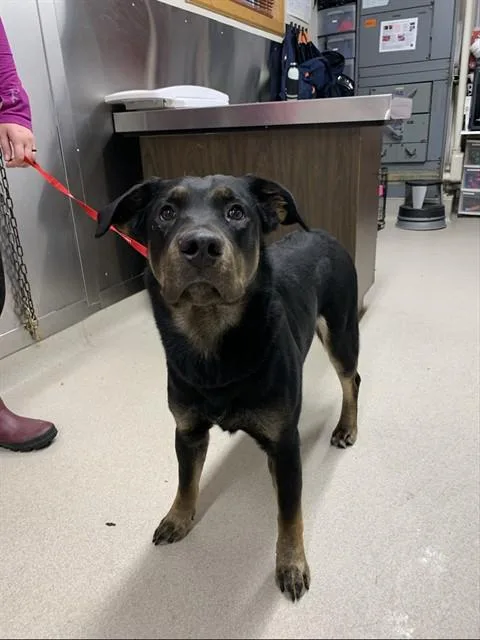 A young large-sized male Rottweiler dog named Orion for adoption in Fairbanks, AK