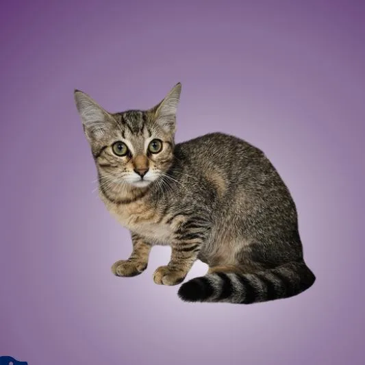 A baby small-sized female Brown / Chocolate Domestic Short Hair cat named Lisa for adoption in Austin, TX