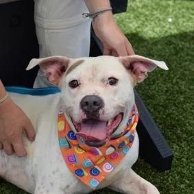 An adult medium-sized male White / Cream Mixed Breed dog named Mocha Latte for adoption in New York, NY