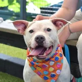 Mocha Latte thumbnail 3