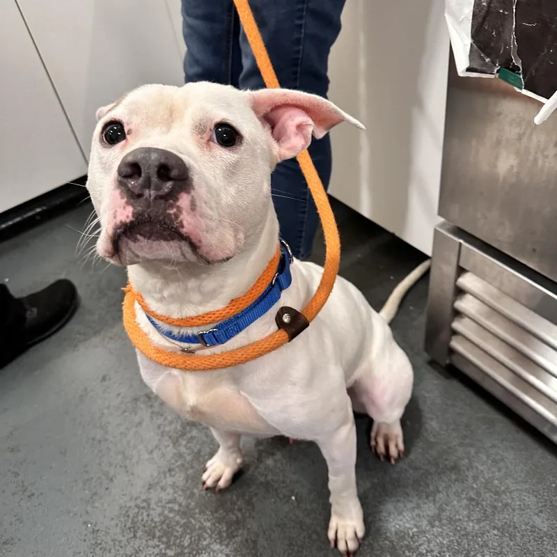 Mocha Latte thumbnail 4