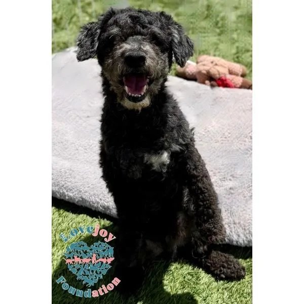 A senior small-sized male Black Miniature Poodle dog named Ziggy Coh for adoption in Inglewood, CA