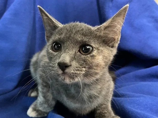 A baby small-sized female Domestic Short Hair cat named Glory for adoption in Tavares, FL