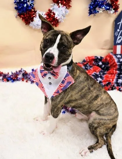 A young medium-sized male Brindle Mixed Breed dog named Banjo for adoption in Hamilton, OH