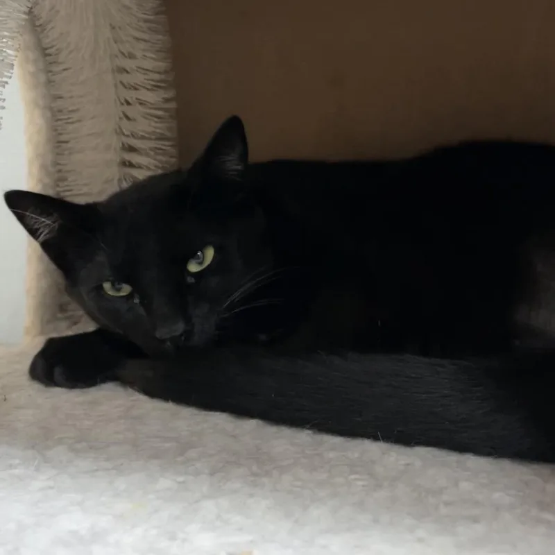 A young medium-sized male Black Domestic Short Hair cat named Calvin for adoption in Yucca Valley, CA