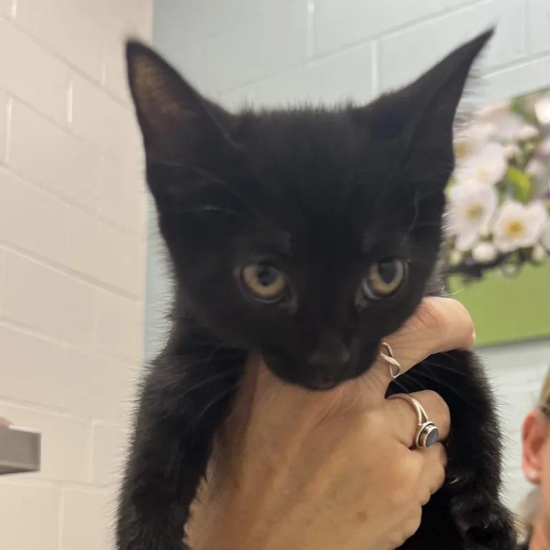 A baby small-sized female Black Domestic Short Hair cat named Nash for adoption in Jacksonville, FL