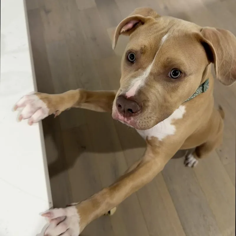Ollie Bear thumbnail 2