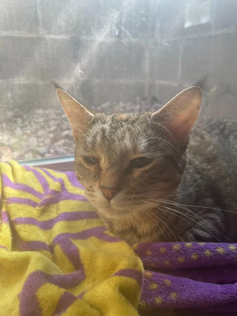 A young medium-sized female Domestic Short Hair cat named Opal for adoption in Minneapolis, MN