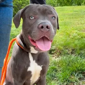 A young large-sized male Gray / Blue / Silver Mastiff dog named Cosmo for adoption in Novelty, OH