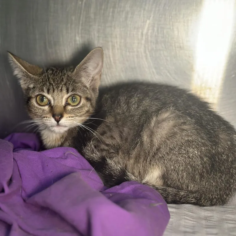 A baby small-sized female Brown / Chocolate Domestic Short Hair cat named Eida for adoption in San Antonio, TX