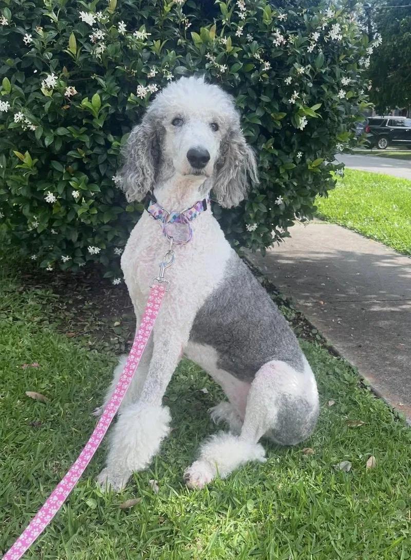 Gemma
