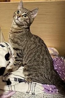 A baby small-sized female Gray / Blue / Silver Domestic Short Hair cat named Chachi for adoption in Breinigsville, PA