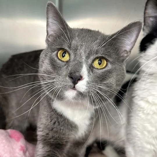 An adult large-sized male Gray / Blue / Silver Domestic Medium Hair cat named Whispers for adoption in Matteson, IL