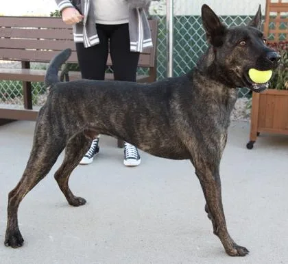 An adult medium-sized male Brindle Belgian Shepherd / Malinois dog named Indy for adoption in Rapid City, SD