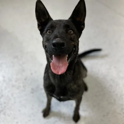 Indy thumbnail 3