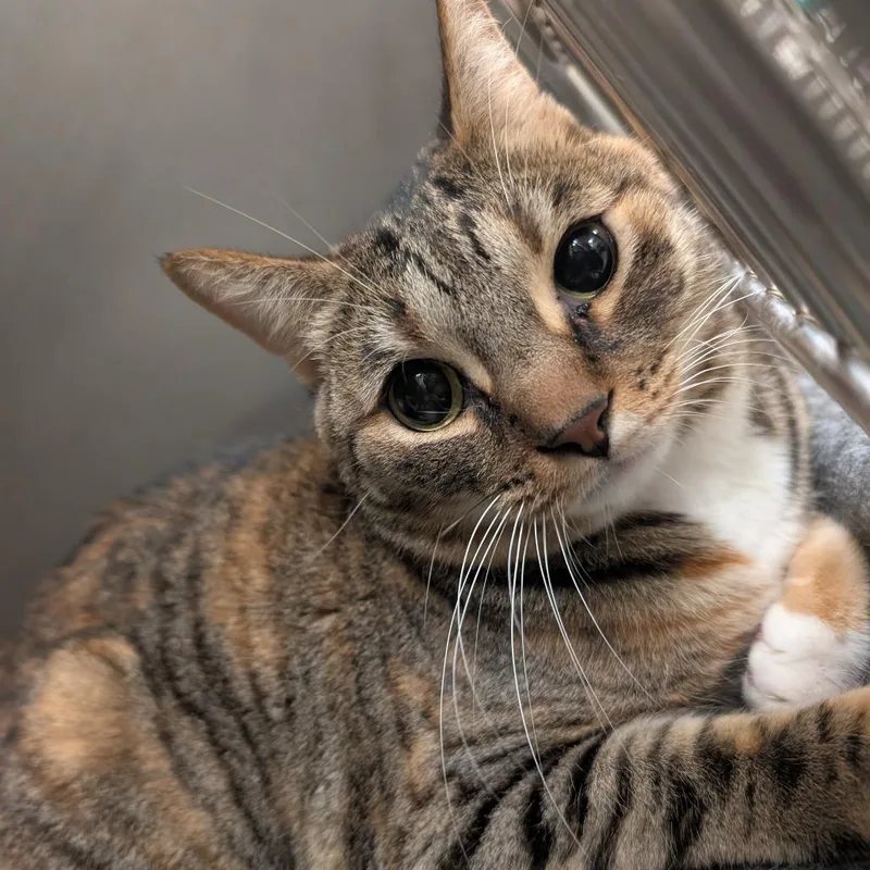An adult large-sized female Brown / Chocolate Domestic Short Hair cat named Todaro for adoption in Titusville, FL