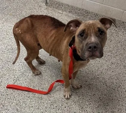 A senior medium-sized female Yellow / Tan / Blond / Fawn Pit Bull Terrier dog named Vera for adoption in Kansas City, MO