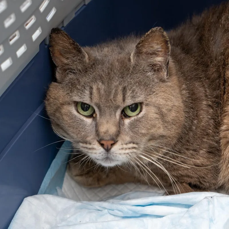 A senior small-sized male Gray / Blue / Silver Domestic Short Hair cat named Davenport for adoption in New York, NY