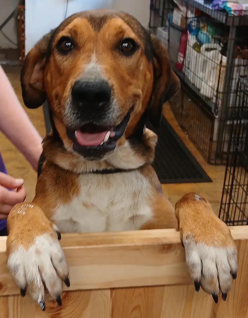 A young large-sized female Hound dog named Brooke for adoption in Mena, AR