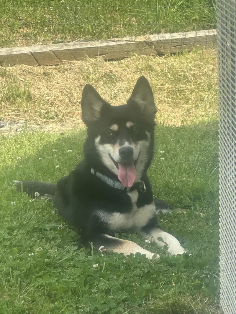 A young medium-sized female Siberian Husky dog named Kira for adoption in Mouth Of Wilson, VA