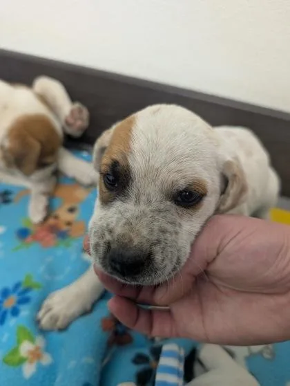 A baby small-sized female Australian Shepherd dog named Robyn for adoption in Divide, CO