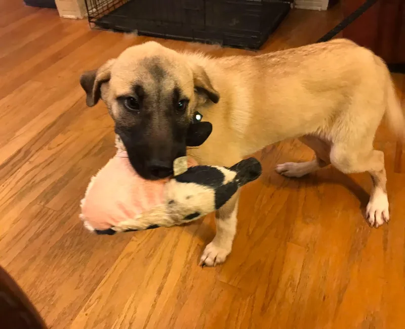 A baby large-sized female Apricot / Beige Anatolian Shepherd dog named Fern for adoption in Olive Branch, MS