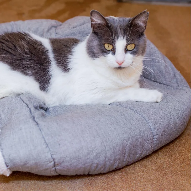 A senior medium-sized female White Domestic Short Hair cat named Amelia for adoption in Los Angeles, CA