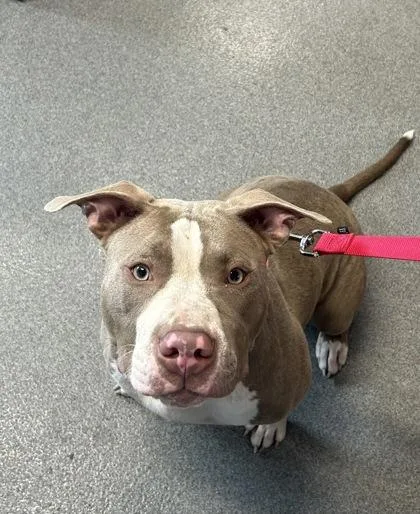 An adult large-sized female Mixed Breed dog named Blizzard for adoption in West Chester, PA