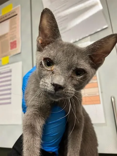 A baby small-sized male Domestic Short Hair cat named Simon for adoption in Jacksonville, FL