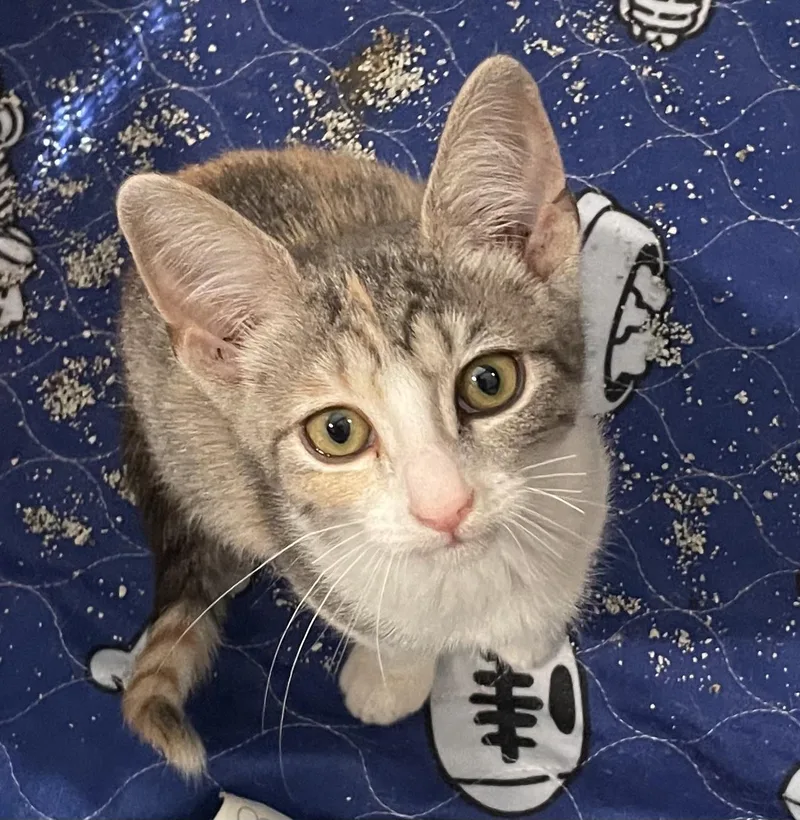 Lumaleeportofino Petsmart