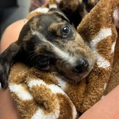 Lil Girl thumbnail 3