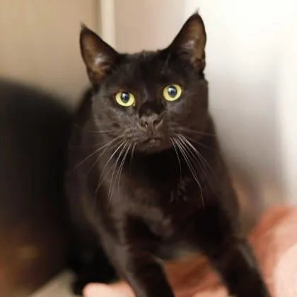 An adult small-sized female Black Domestic Short Hair cat named Pixie for adoption in Atlanta, GA