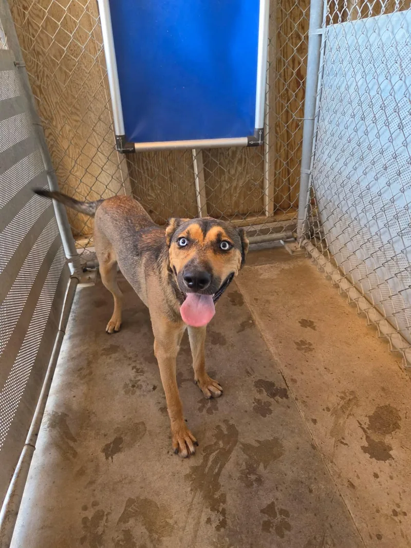 A baby large-sized male Husky dog named Evan for adoption in El Centro, CA