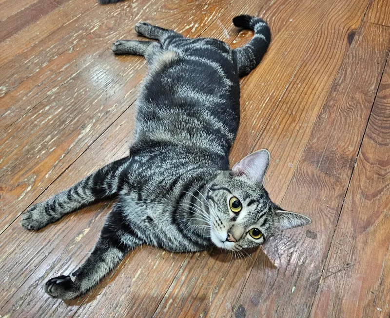 A baby medium-sized female Tabby (Gray / Blue / Silver) Tabby cat named Zoe for adoption in Murray, KY