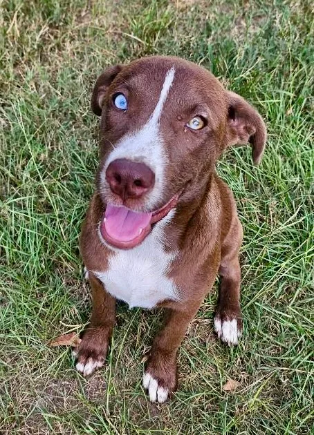 A baby medium-sized female Brown / Chocolate Labrador Retriever dog named Hope for adoption in Tomball, TX