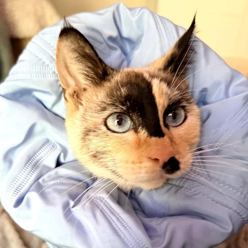 A young medium-sized female Calico Siamese cat named Clover for adoption in Long Beach, CA