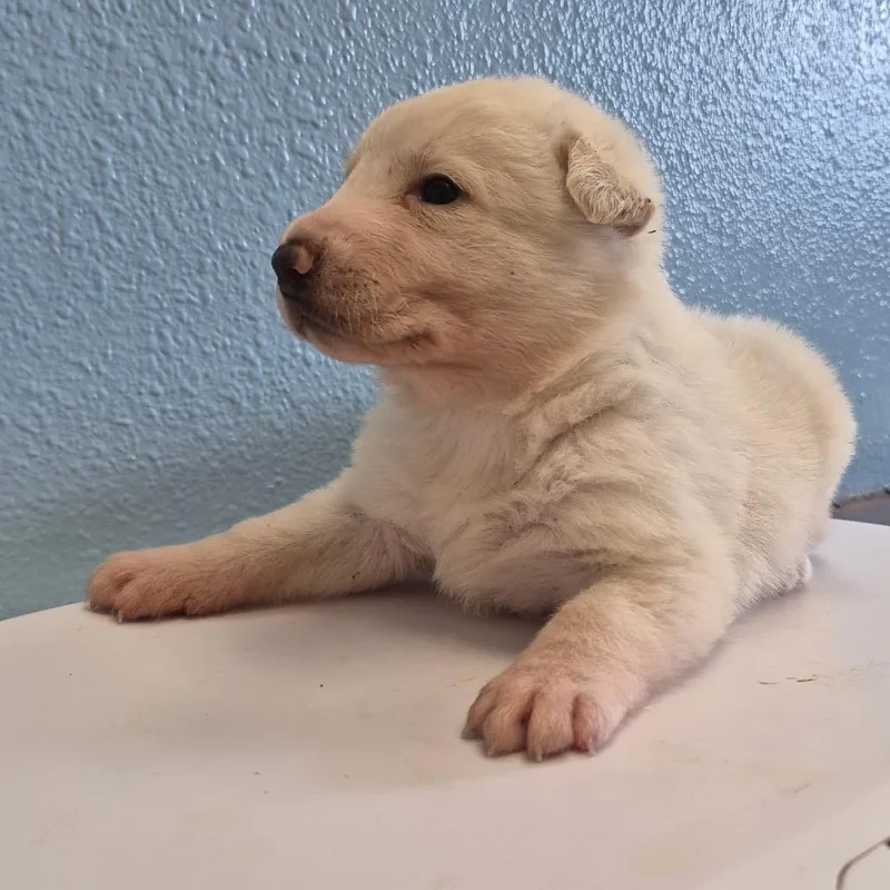 A baby small-sized female White / Cream German Shepherd Dog dog named Daisy for adoption in Bastrop, TX