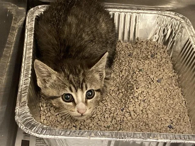 A baby small-sized female Domestic Short Hair cat named Coco Carina for adoption in Tustin, CA