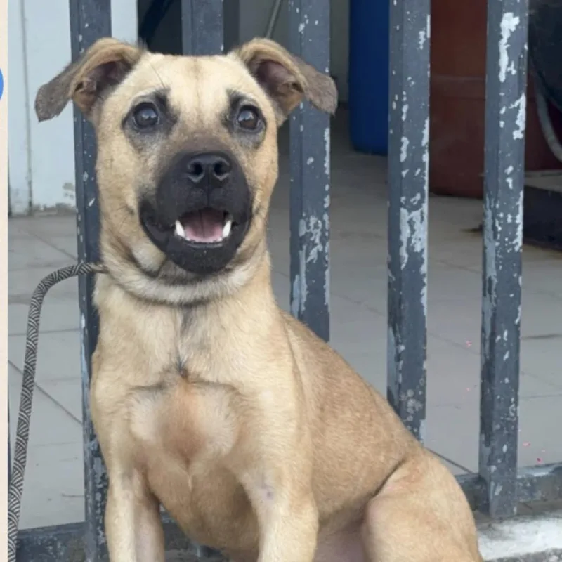 A young small-sized male Mixed Breed dog named Ignacio for adoption in Englewood, FL