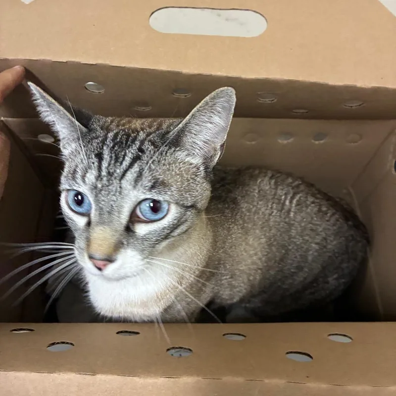 An adult large-sized male Gray / Blue / Silver Domestic Short Hair cat named Oliver for adoption in Pasadena, CA