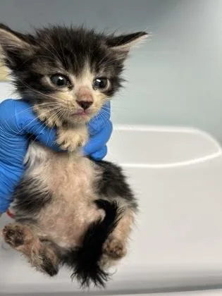 A baby small-sized male Domestic Short Hair cat named Dill Pickle for adoption in Largo, FL