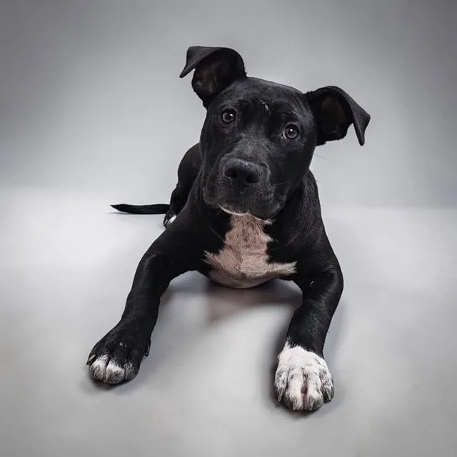 Beau