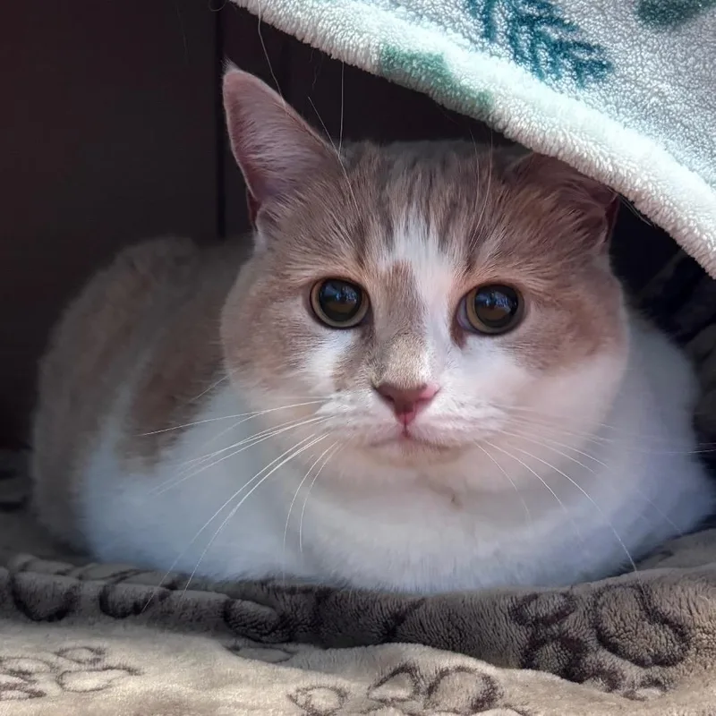 An adult large-sized female White Domestic Short Hair cat named Lala for adoption in Providence, RI