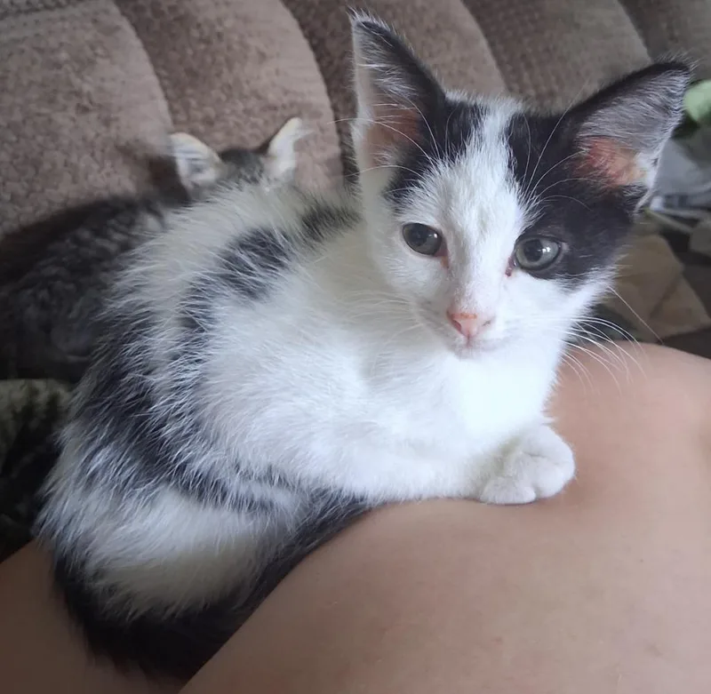 A baby large-sized male Domestic Short Hair cat named Zooble for adoption in Darien, GA