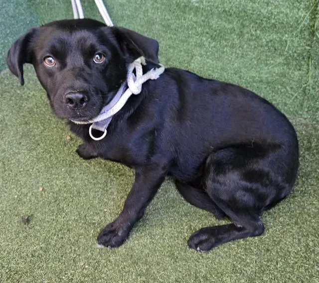 An adult medium-sized male Labrador Retriever dog named Glen for adoption in Lancaster, CA