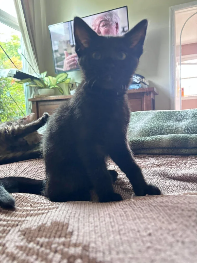 A baby small-sized female Domestic Short Hair cat named Cleo for adoption in Clayton, NC