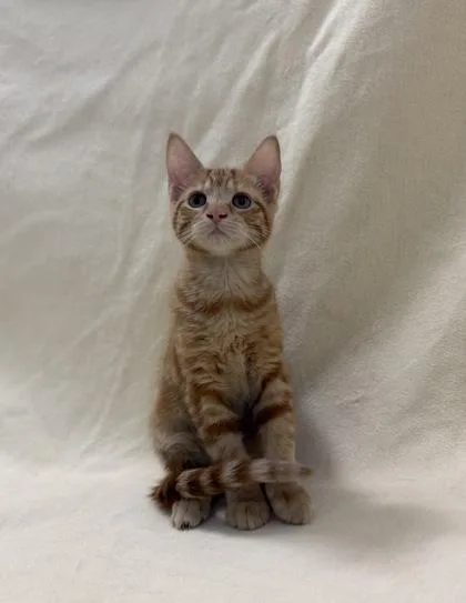 A baby medium-sized male Domestic Short Hair cat named Woody for adoption in Buffalo, MN